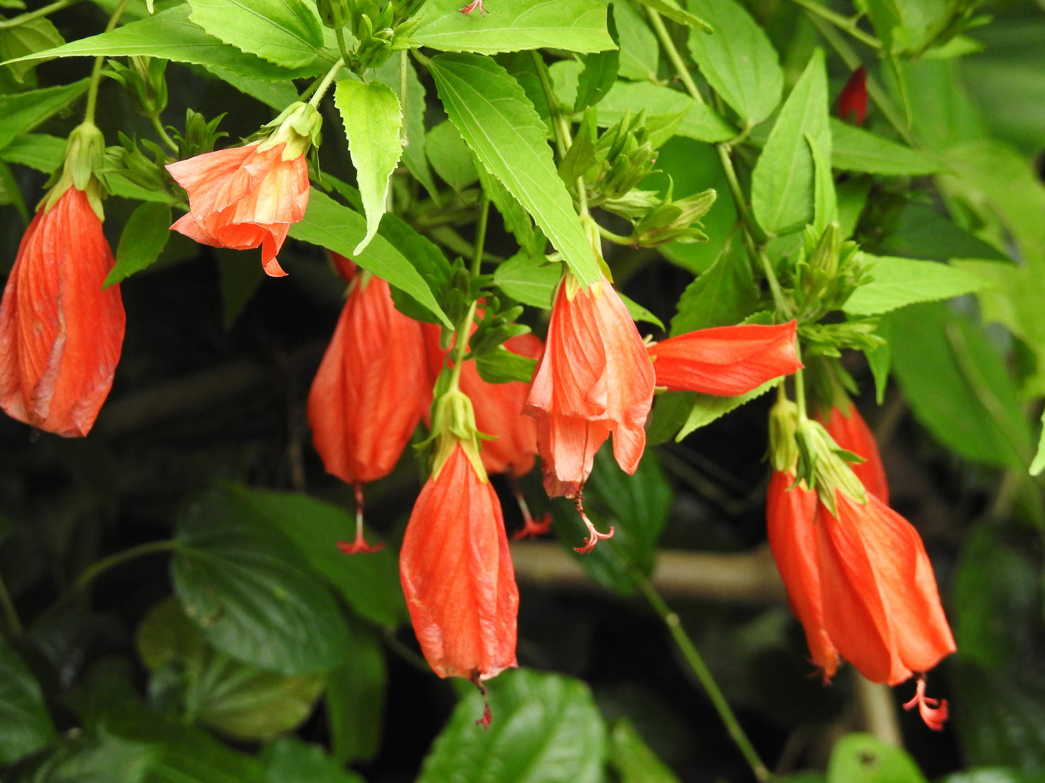 Malvaviscus penduliflorus